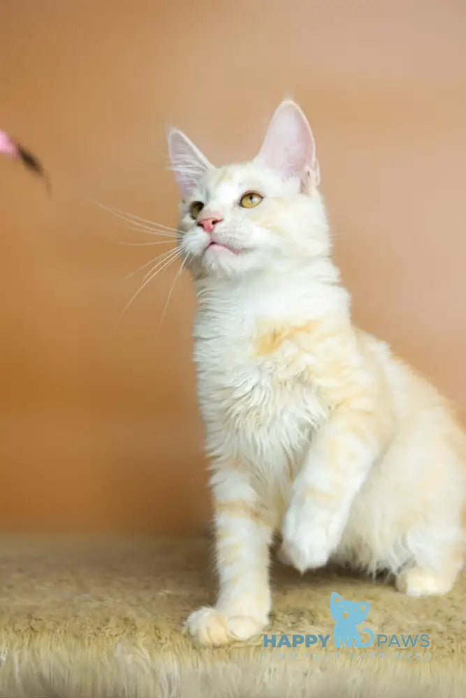 Umberto Maine Coon male red silver tabby live animals