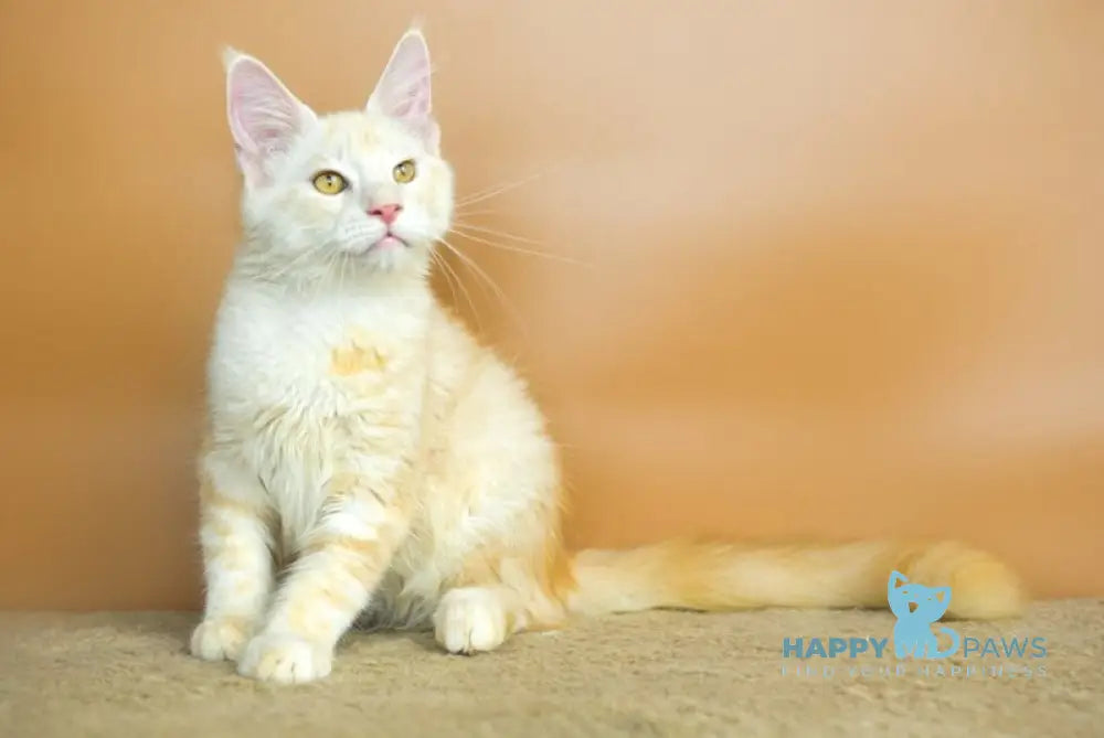 Umberto Maine Coon male red silver tabby live animals