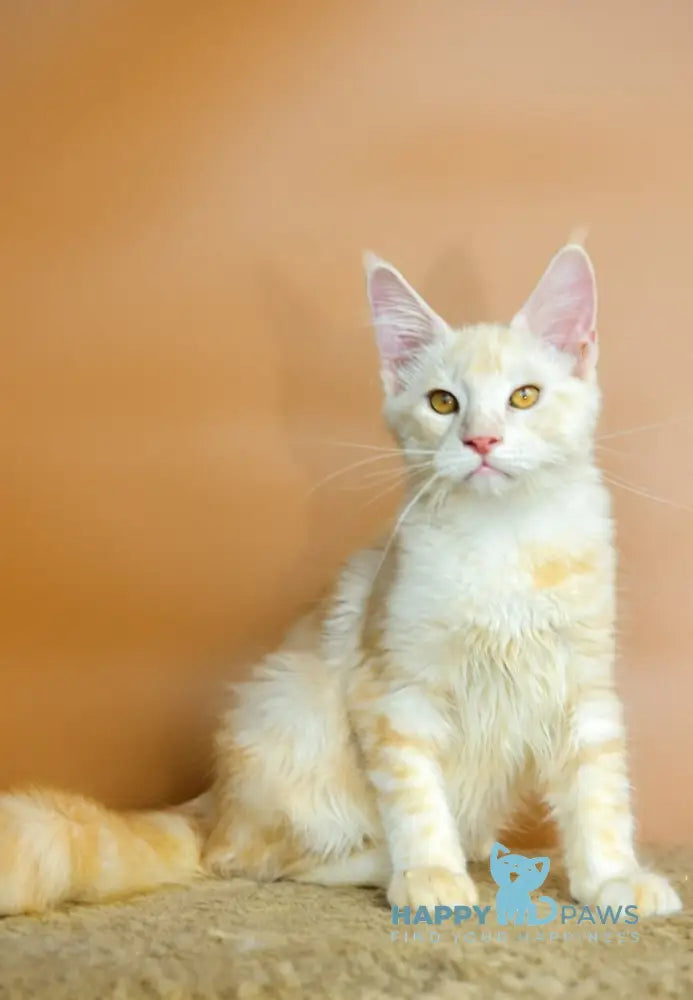 Umberto Maine Coon male red silver tabby live animals