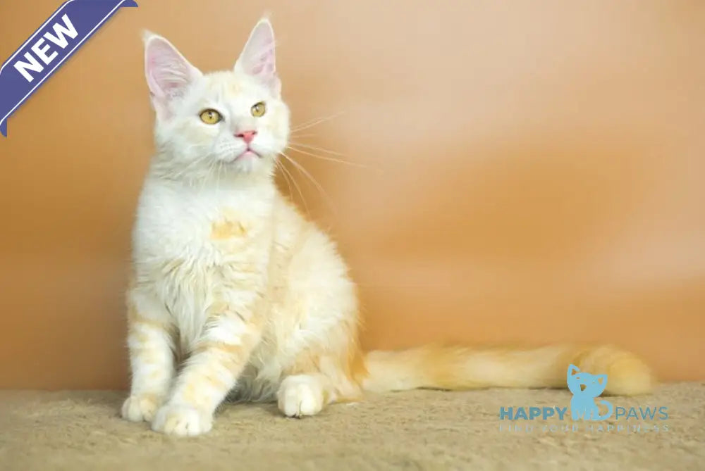 Umberto Maine Coon male red silver tabby live animals
