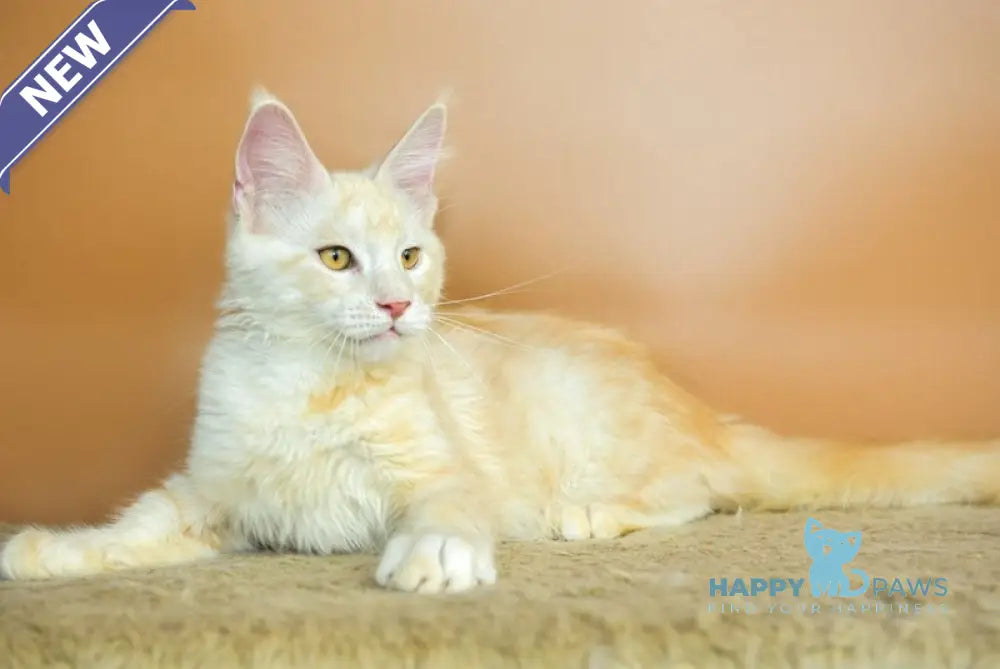 Umberto Maine Coon male red silver tabby live animals
