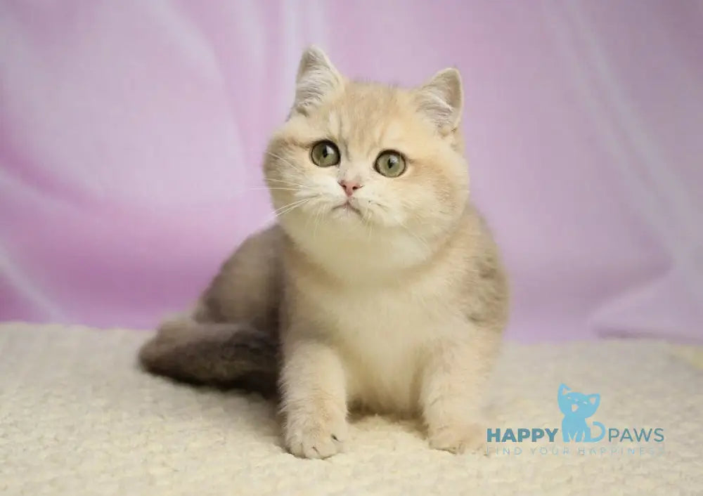 Umi British Shorthair female lilac golden shaded live animals