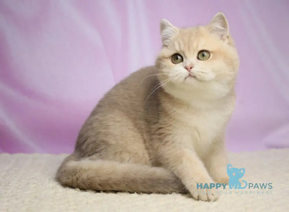 Umi British Shorthair female lilac golden shaded live animals
