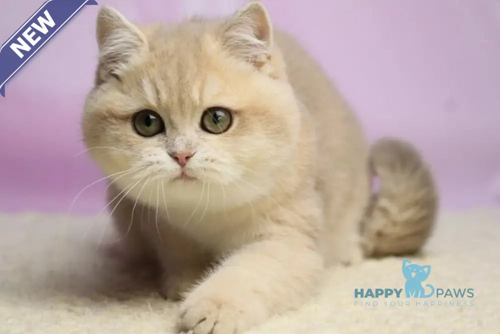 Umi British Shorthair female lilac golden shaded live animals