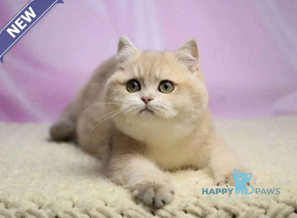 Umi British Shorthair female lilac golden shaded live animals