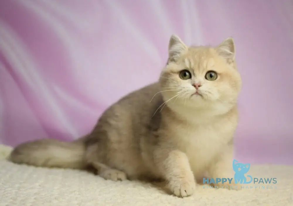 Umi British Shorthair female lilac golden shaded live animals