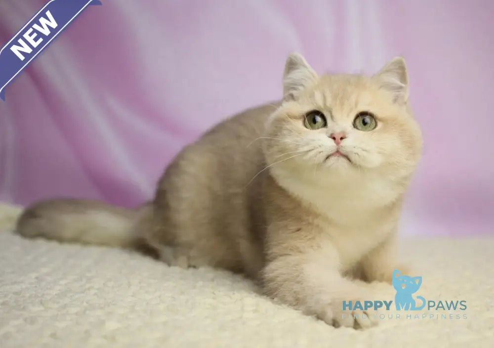 Umi British Shorthair female lilac golden shaded live animals