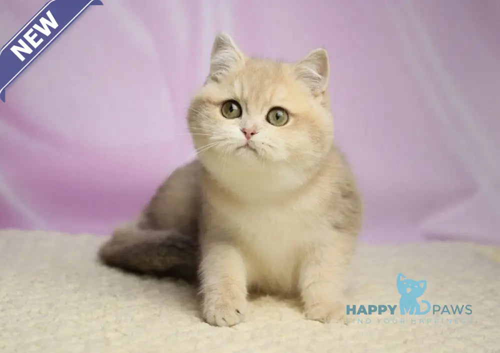Umi British Shorthair female lilac golden shaded live animals