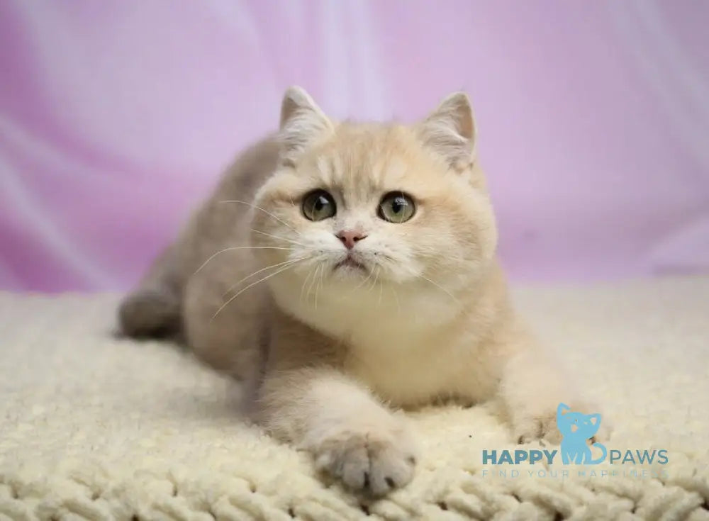 Umi British Shorthair female lilac golden shaded live animals