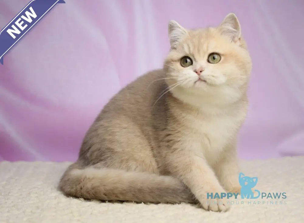 Umi British Shorthair female lilac golden shaded live animals