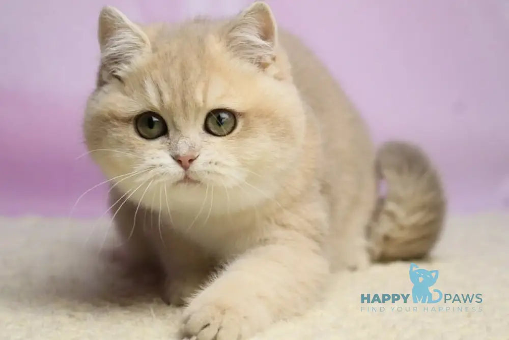 Umi British Shorthair female lilac golden shaded live animals
