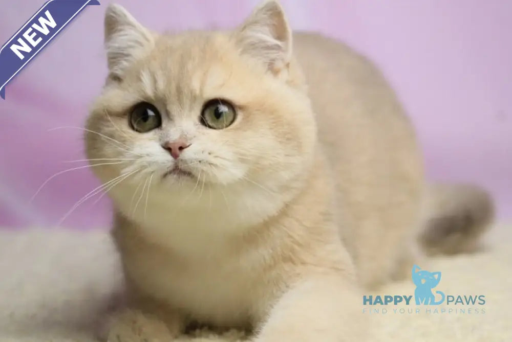 Umi British Shorthair female lilac golden shaded live animals