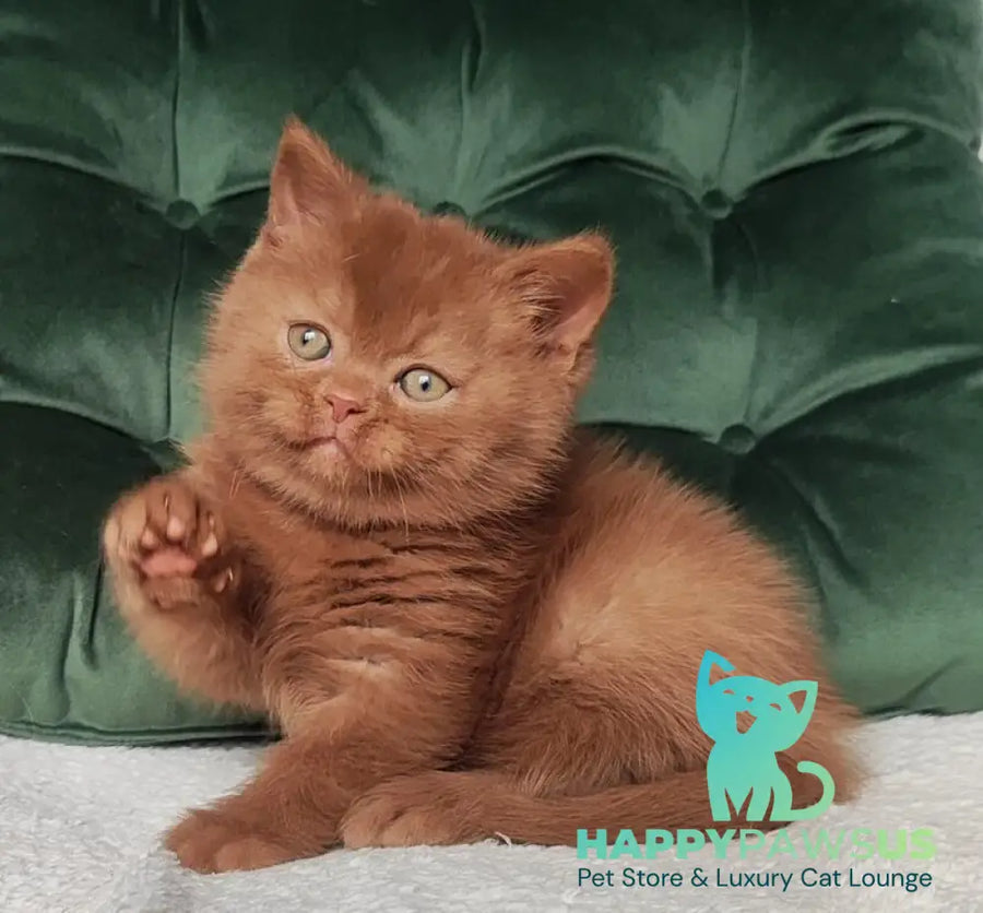 Umi British Shorthair male cinnamon - live animals
