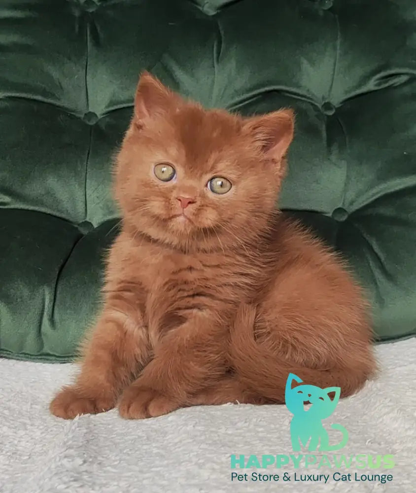 Umi British Shorthair male cinnamon - live animals