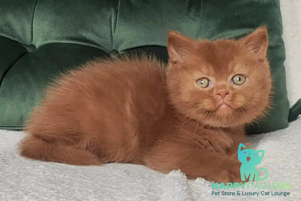 Umi British Shorthair male cinnamon - live animals
