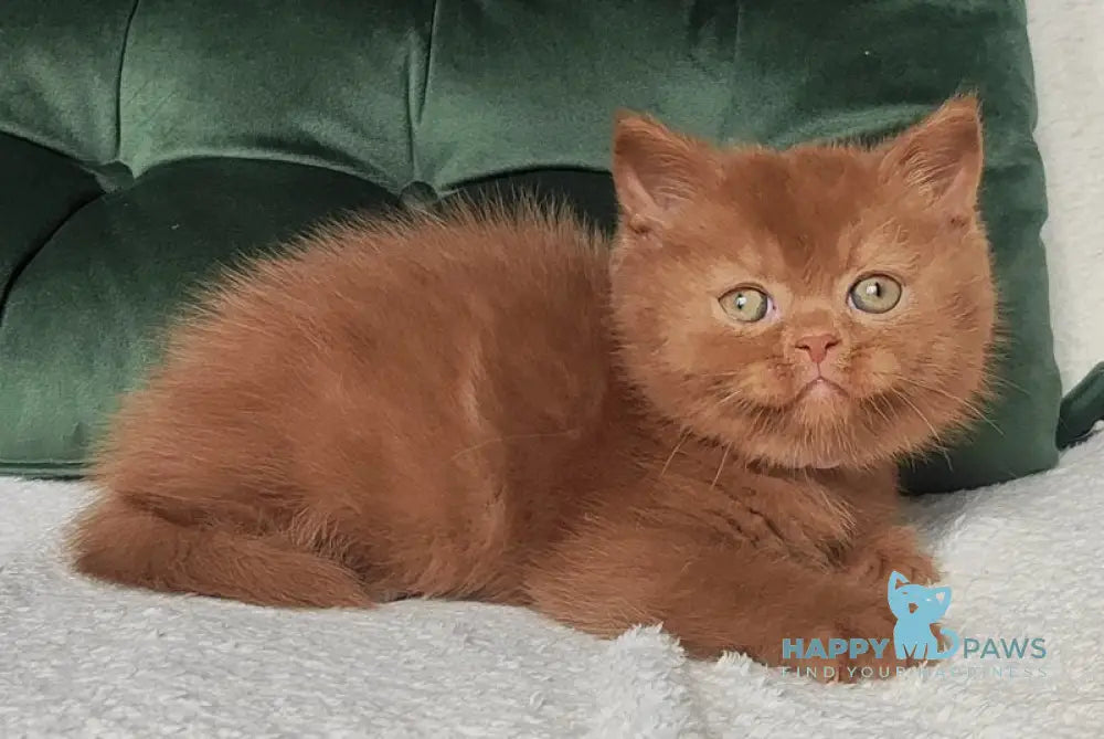 Umi British Shorthair male cinnamon - live animals