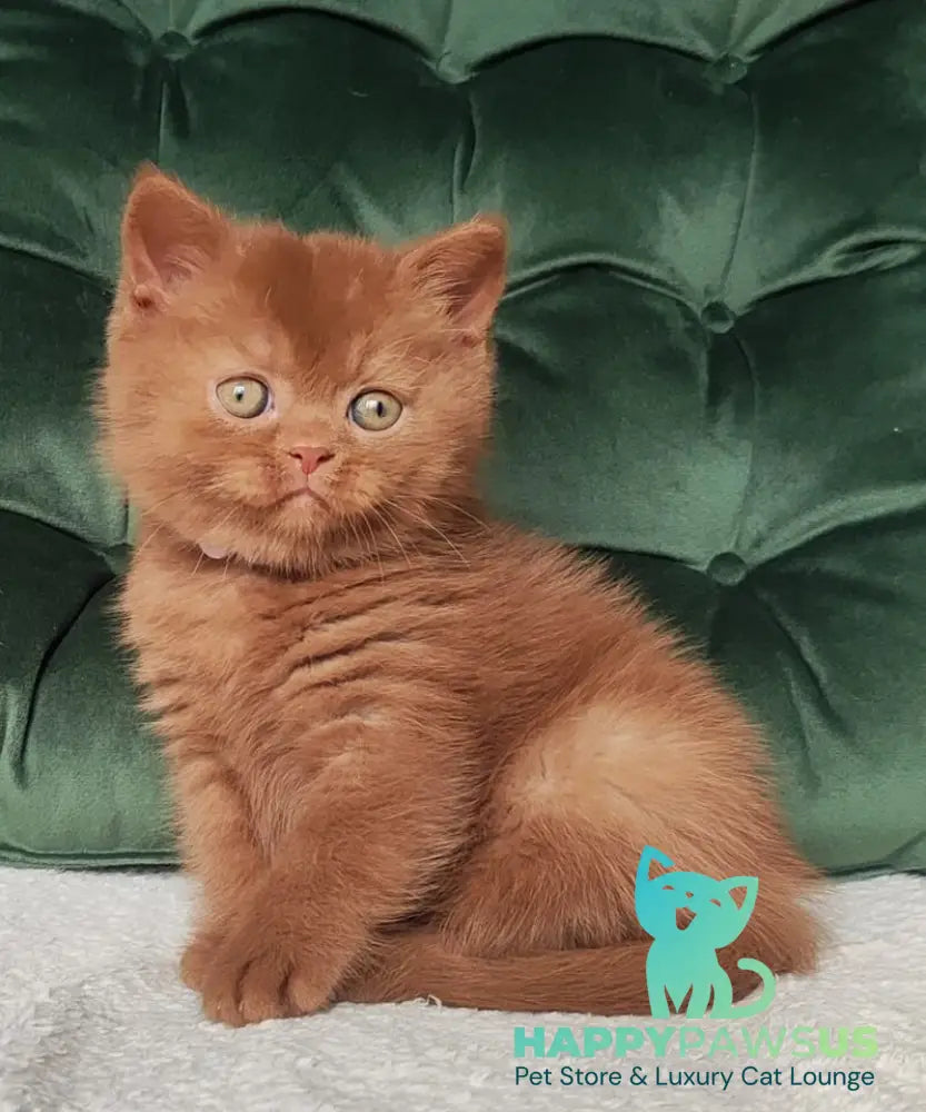 Umi British Shorthair male cinnamon - live animals