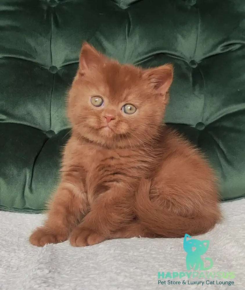 Umi British Shorthair male cinnamon - live animals