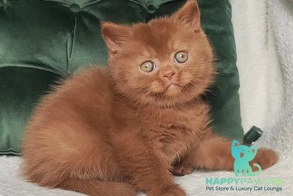 Umi British Shorthair male cinnamon - live animals