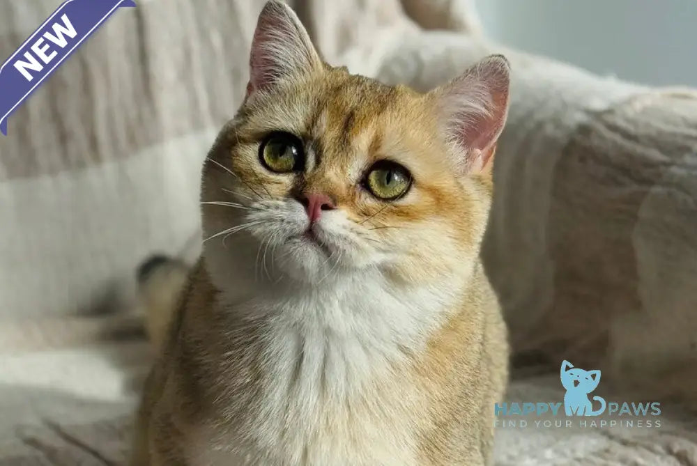 Umi Munchkin female black golden shaded live animals