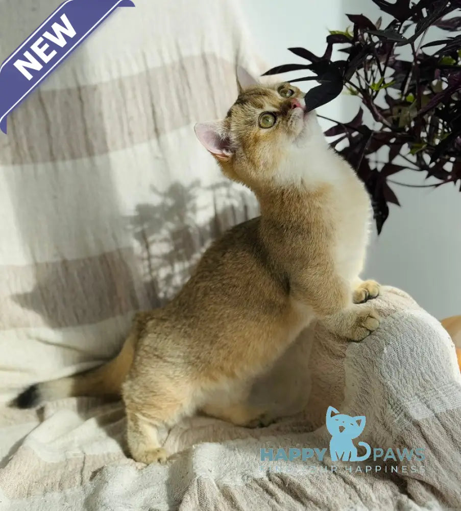 Umi Munchkin female black golden shaded live animals