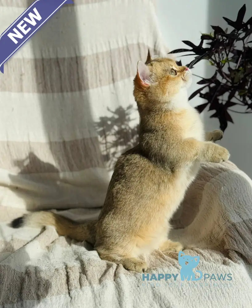 Umi Munchkin female black golden shaded live animals