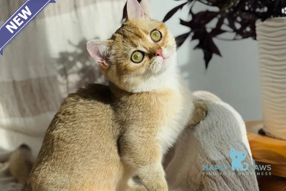 Umi Munchkin female black golden shaded live animals