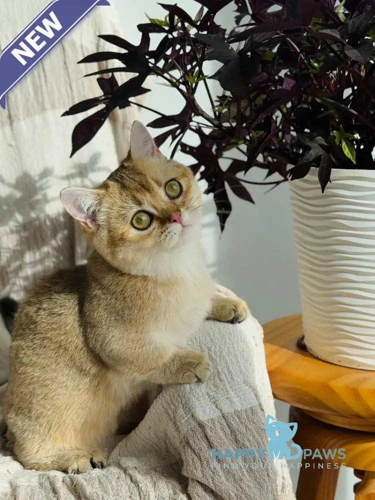 Umi Munchkin female black golden shaded live animals
