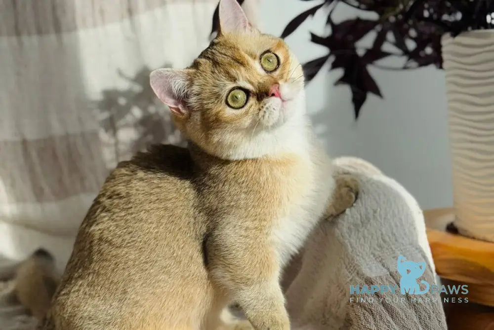 Umi Munchkin female black golden shaded live animals