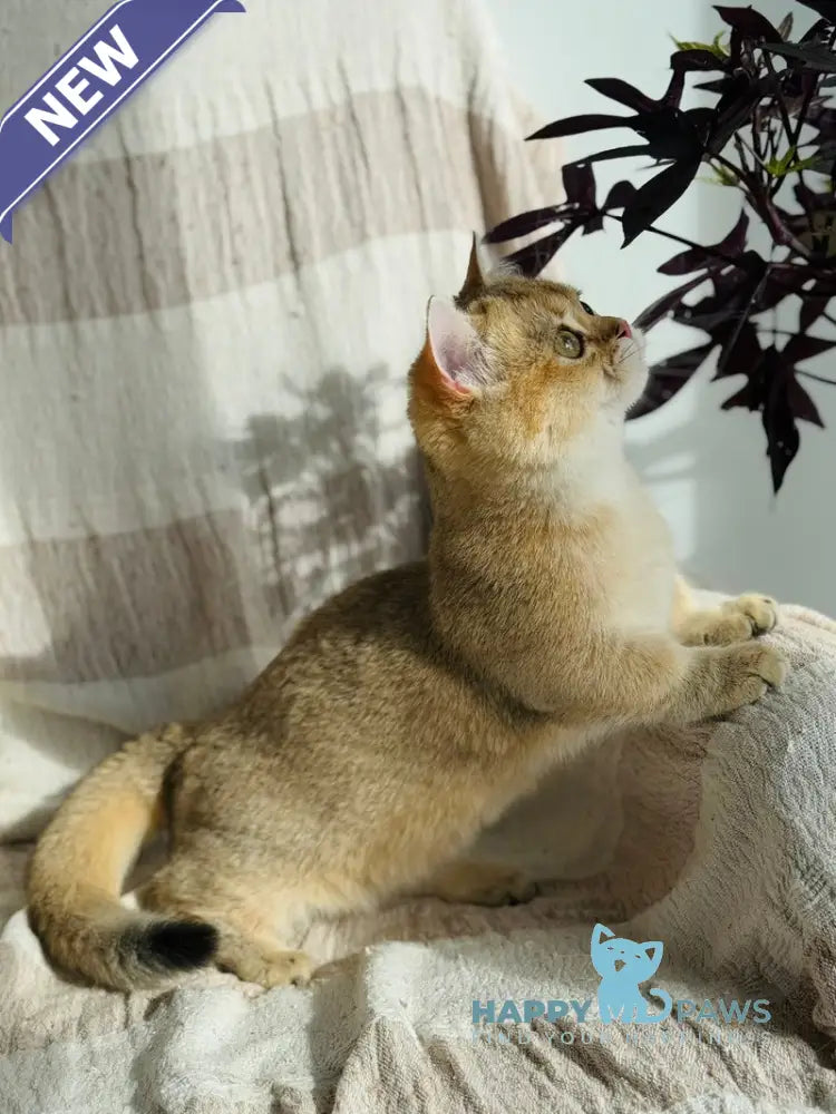Umi Munchkin female black golden shaded live animals