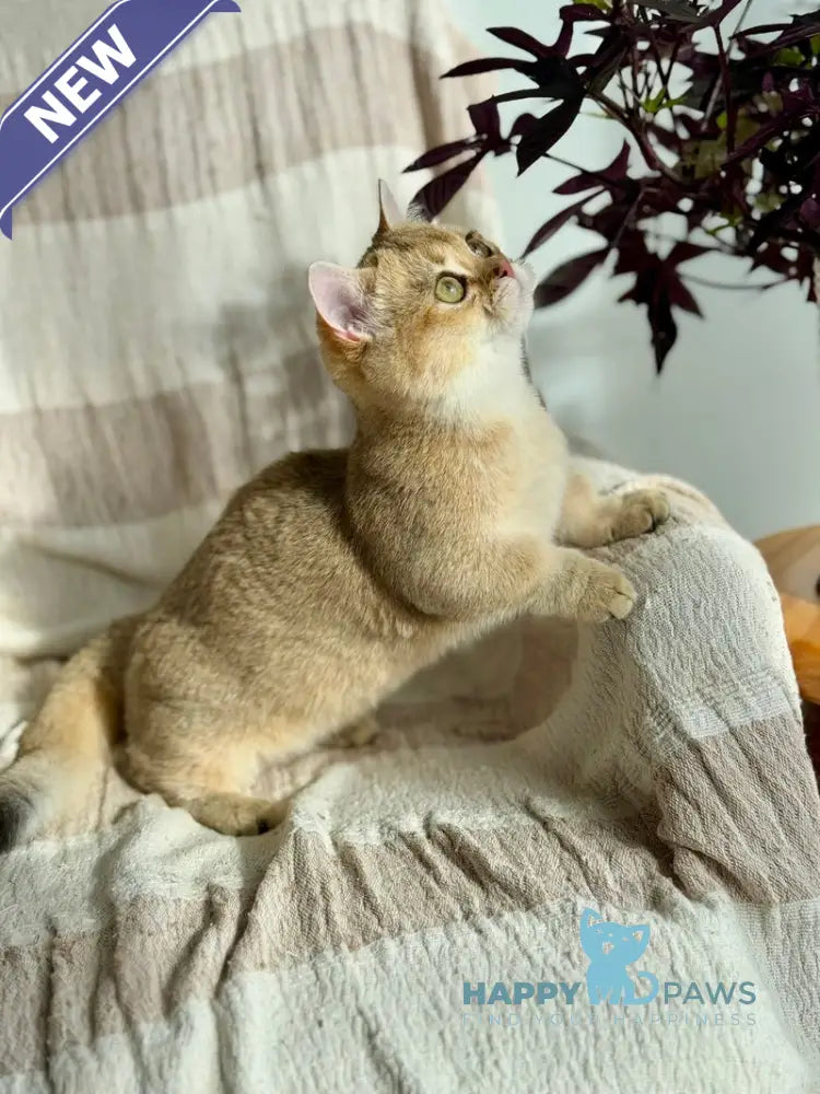 Umi Munchkin female black golden shaded live animals