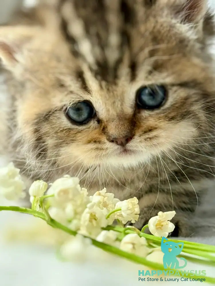Umi Munchkin female black tabby - live animals