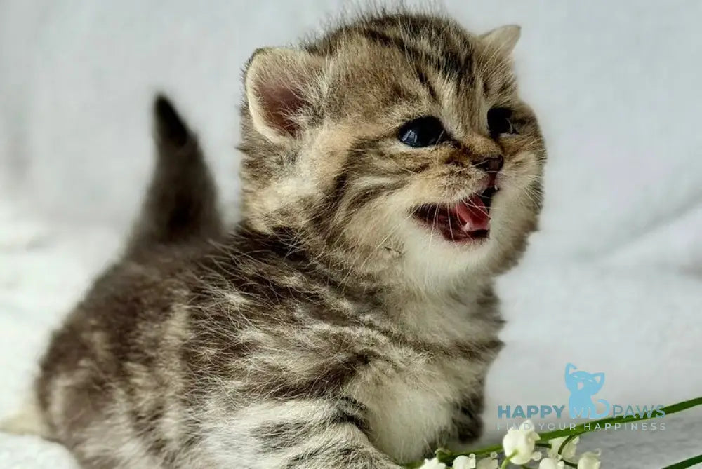 Umi Munchkin female black tabby - live animals