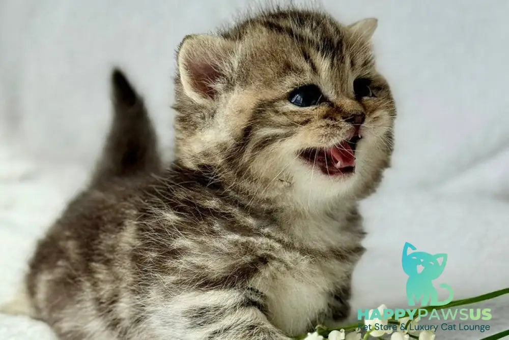 Umi Munchkin female black tabby - live animals