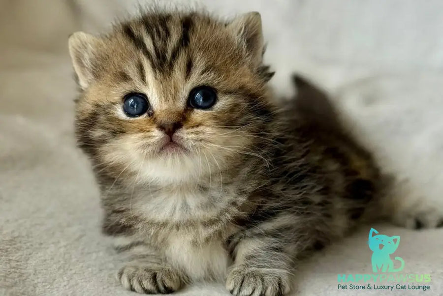 Umi Munchkin female black tabby - live animals