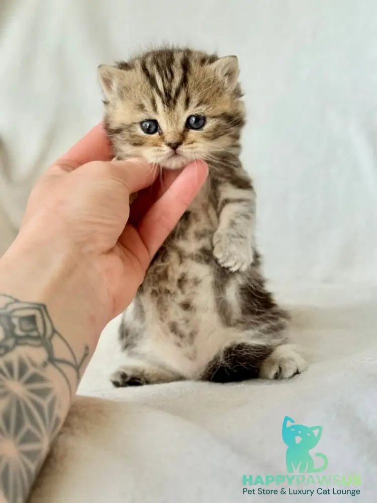 Umi Munchkin female black tabby - live animals
