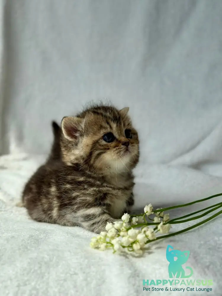 Umi Munchkin female black tabby - live animals