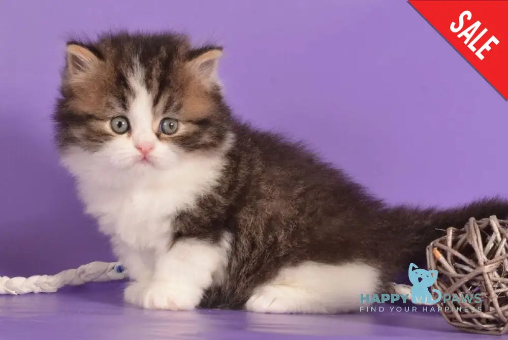 Umi Munchkin male black bicolour ticked tabby live animals