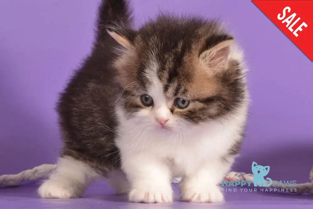 Umi Munchkin male black bicolour ticked tabby live animals