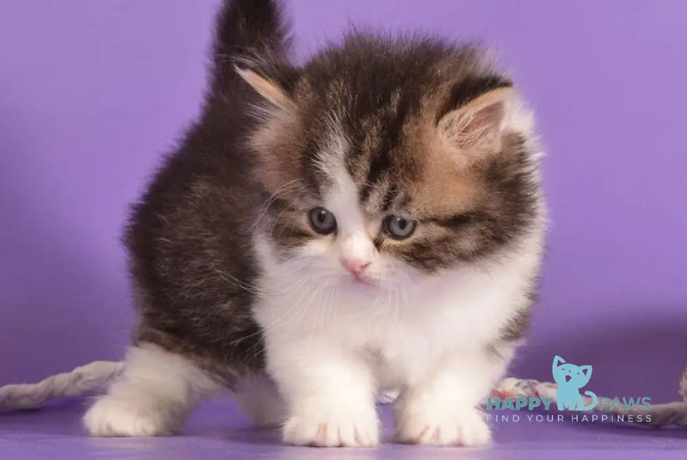 Umi Munchkin male black bicolour ticked tabby live animals