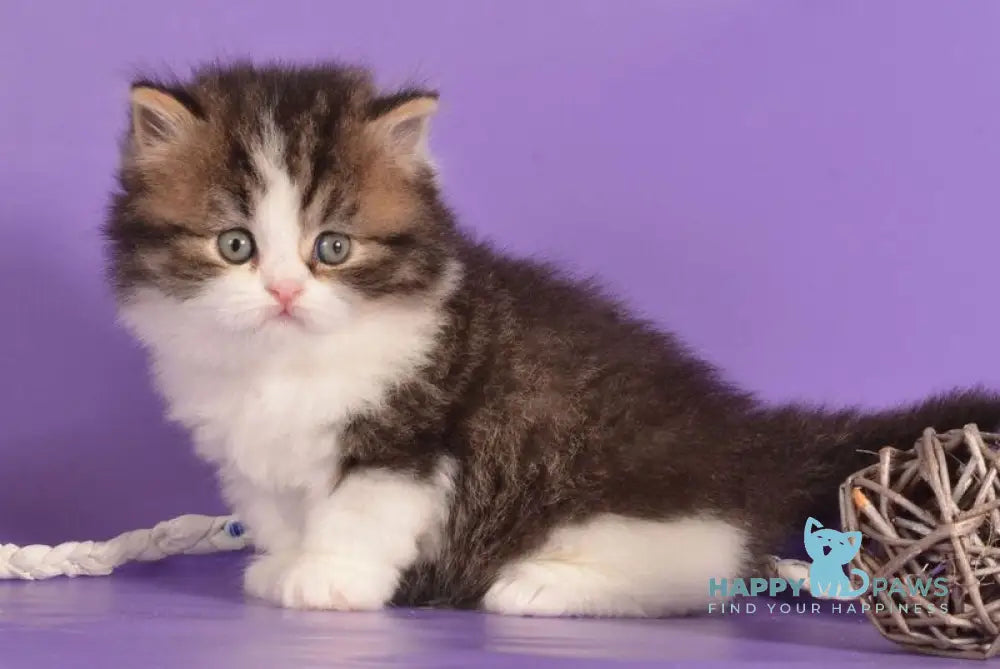 Umi Munchkin male black bicolour ticked tabby live animals