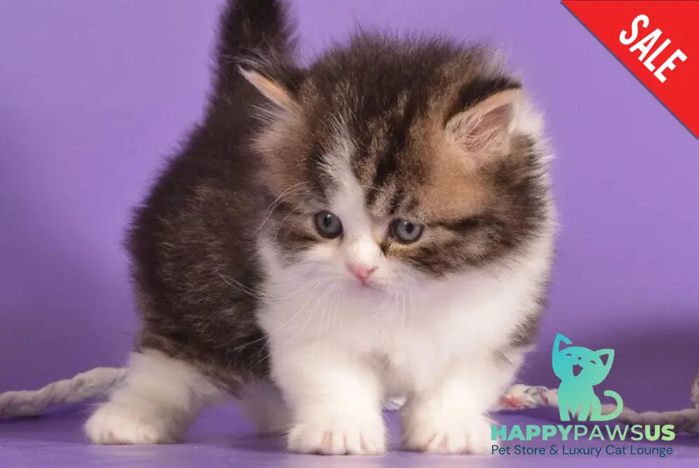 Umi Munchkin male black bicolour ticked tabby live animals