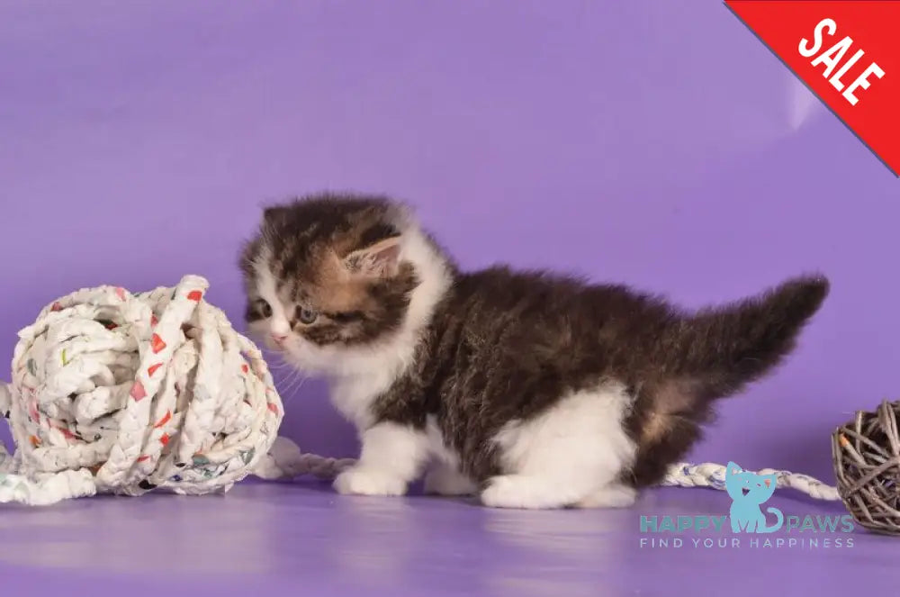 Umi Munchkin male black bicolour ticked tabby live animals