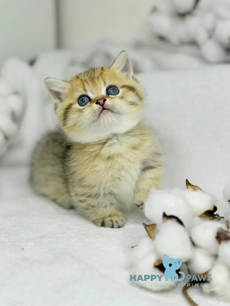 Umi Munchkin male black golden spotted tabby live animals