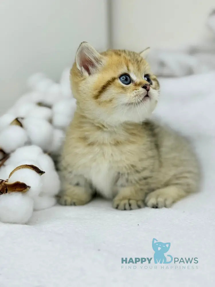 Umi Munchkin male black golden spotted tabby live animals