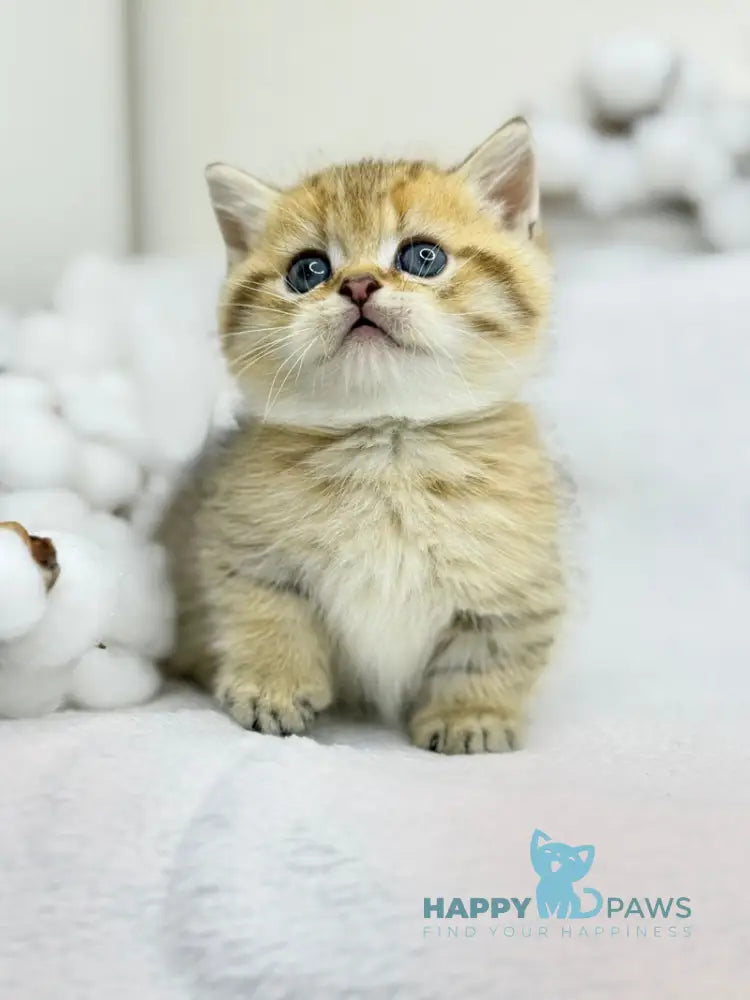 Umi Munchkin male black golden spotted tabby live animals