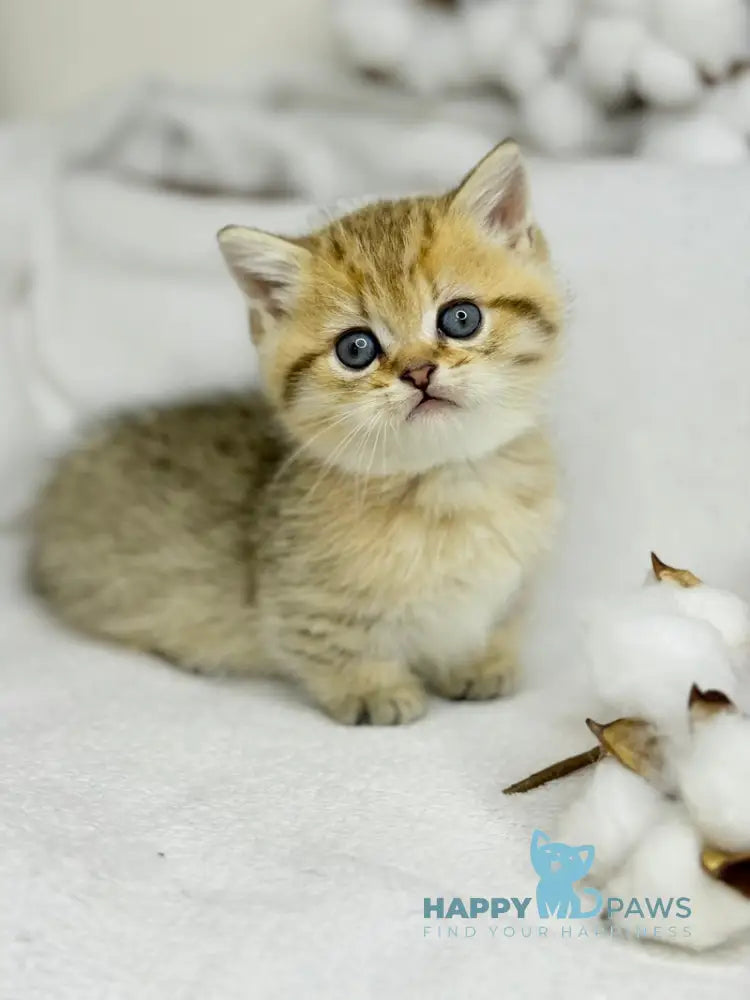 Umi Munchkin male black golden spotted tabby live animals