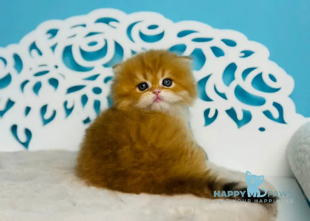Umi Scottish Straight male cinnamon golden chinchilla - live animals