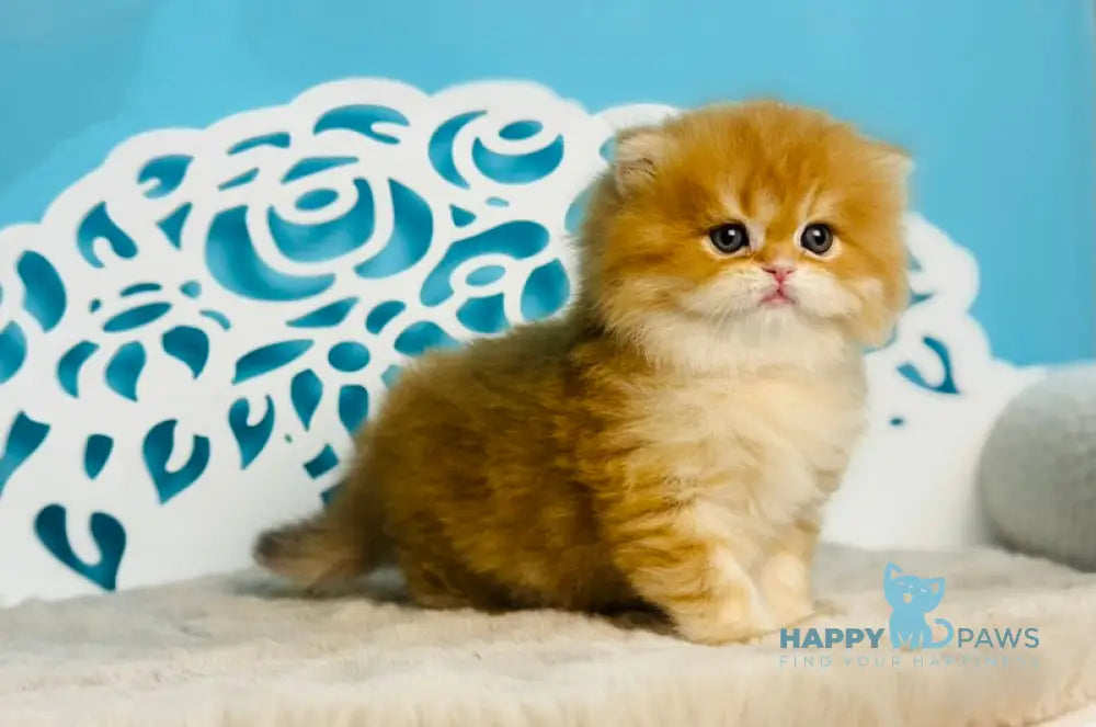Umi Scottish Straight male cinnamon golden chinchilla - live animals