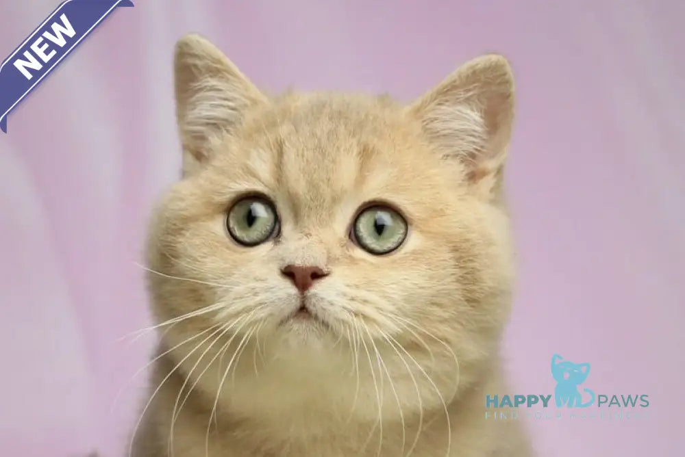 Umik British Shorthair male lilac golden shaded live animals